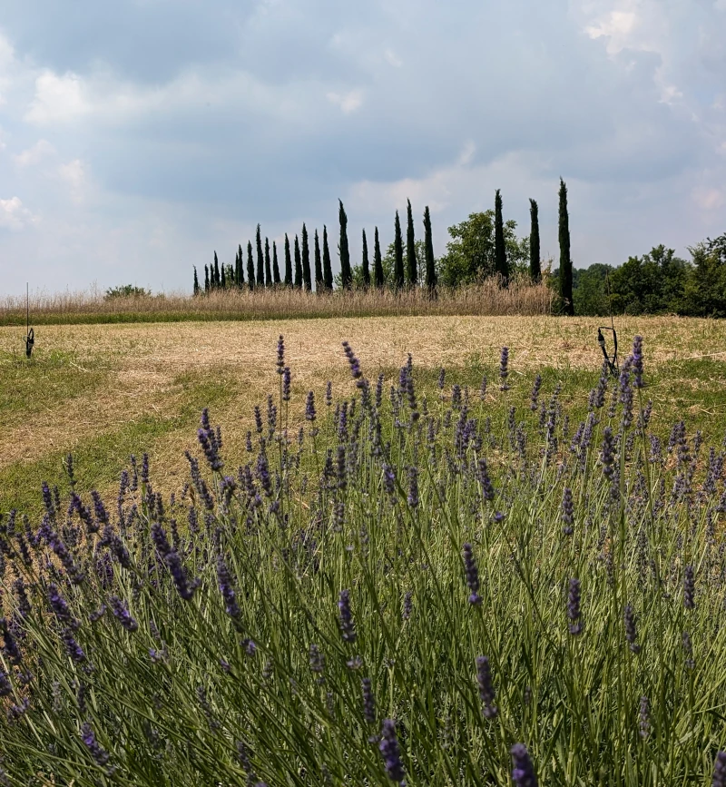 colli berici tai rosso