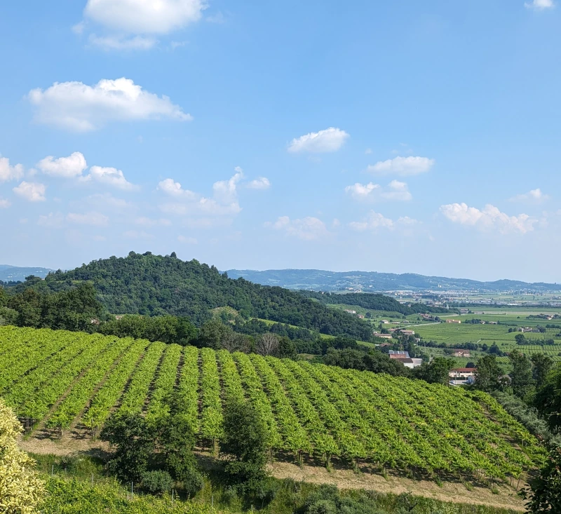 colli berici vicenza vigneti