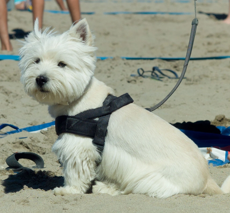 cani in spiaggia