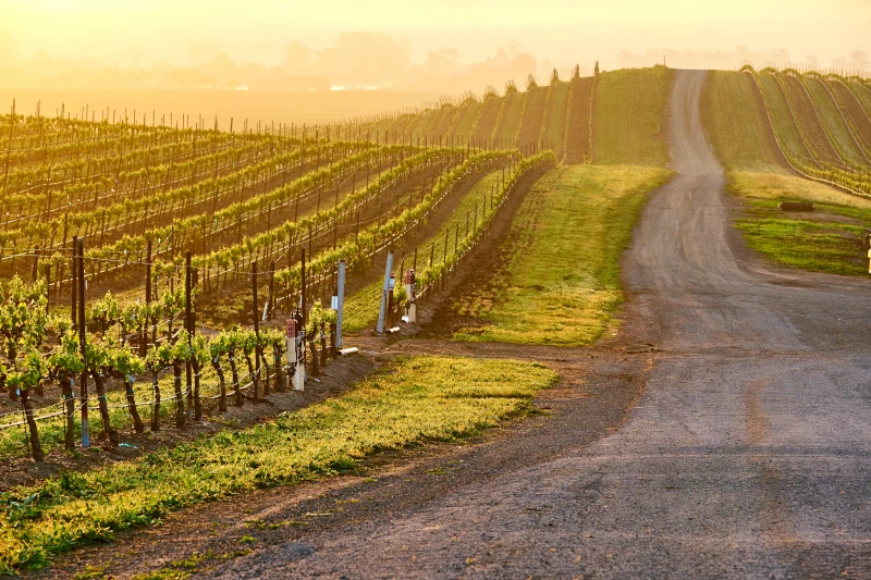 napa valley california vino vigneti